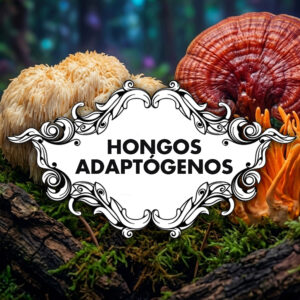 Hongos Adaptógenos